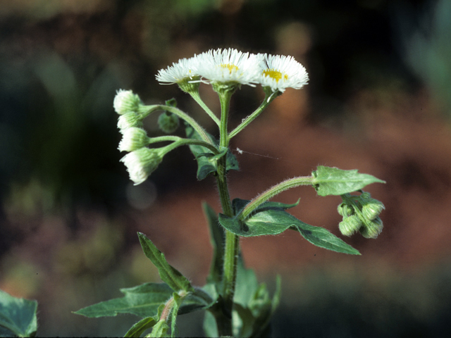 Erigeron tenuis (Slenderleaf fleabane) #26025