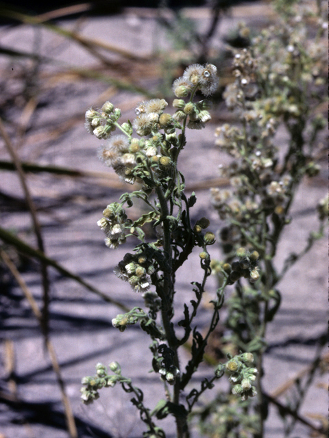 Laennecia coulteri (Conyza) #26028