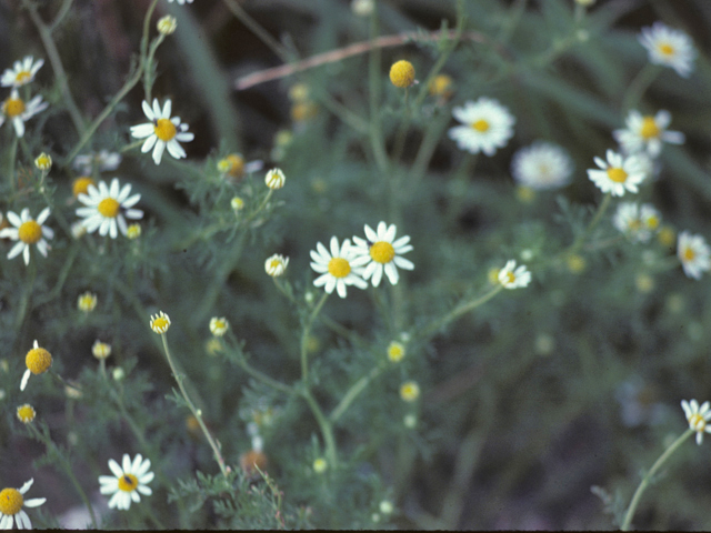 Aphanostephus pilosus (Hairy dozedaisy) #26031