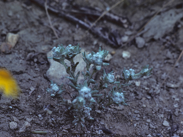 Evax verna (Spring pygmycudweed) #26035