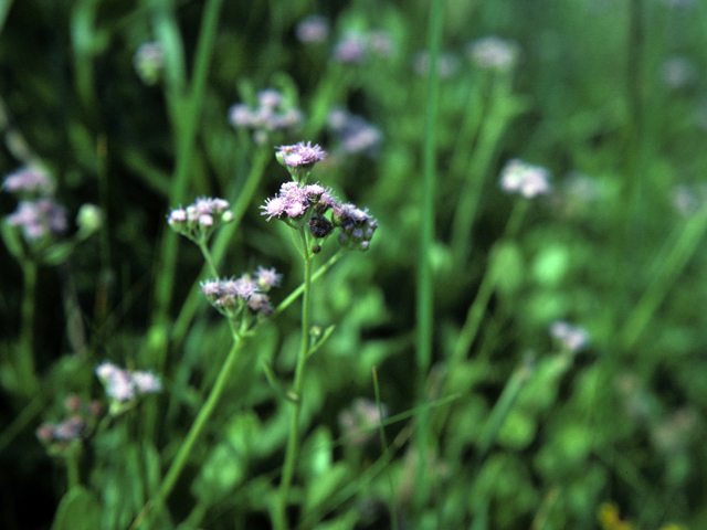 Antennaria parlinii ssp. fallax (Parlin's pussytoes) #26038