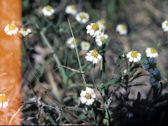 Melampodium cinereum (Hoary blackfoot) #26041