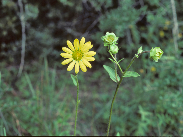 Silphium gracile (Slender rosinweed) #26043