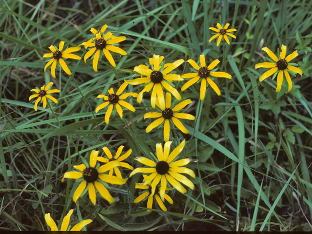 Rudbeckia hirta var. angustifolia (Black-eyed susan) #26059