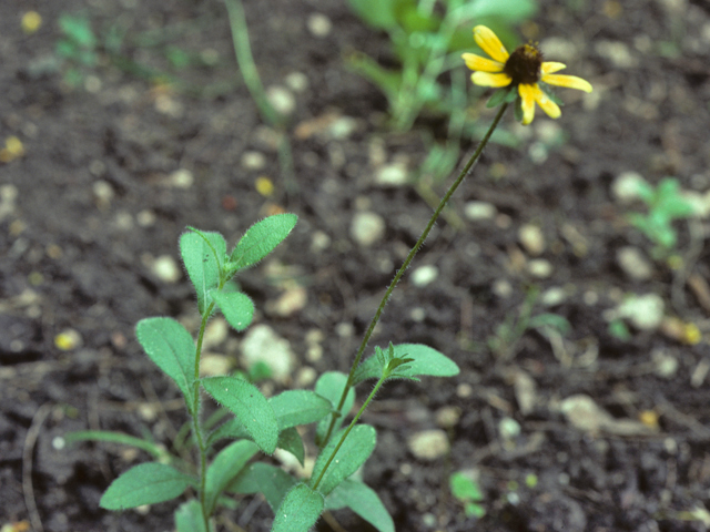 Rudbeckia fulgida var. palustris (Prairie coneflower) #26061