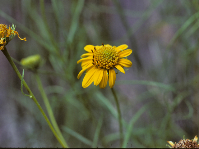 Heliomeris longifolia var. longifolia (Longleaf false goldeneye) #26068