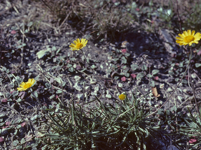 Encelia scaposa (Onehead brittlebush) #26080