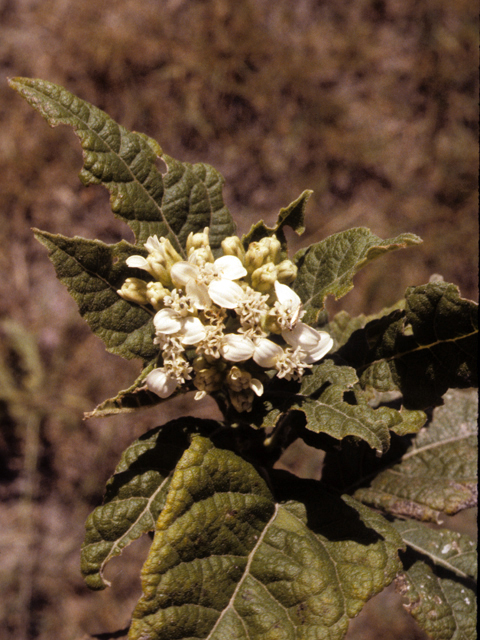 Verbesina microptera (Texas crownbeard) #26086