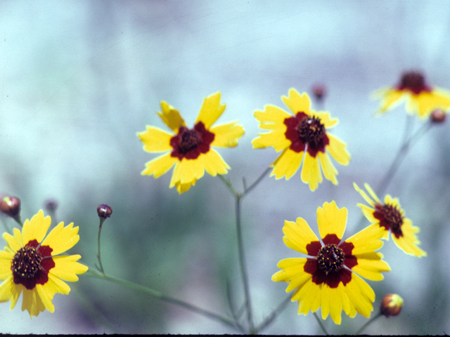 Coreopsis nuecensis (Crown tickseed) #26089