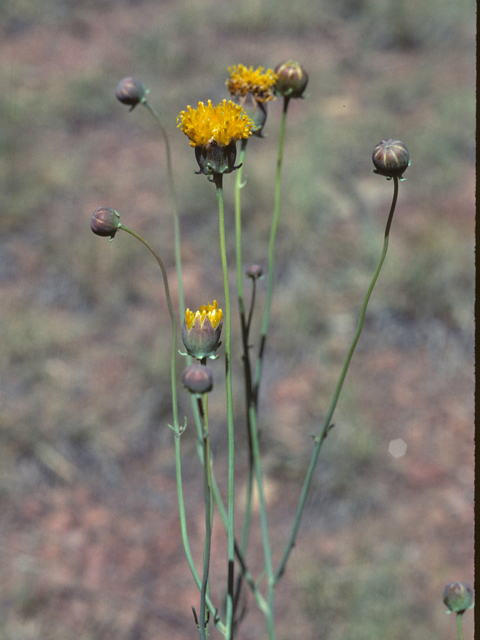 Thelesperma megapotamicum (Hopi tea greenthread) #26097