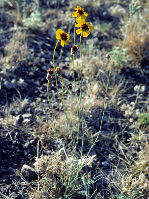 Thelesperma ambiguum (Colorado greenthread) #26098