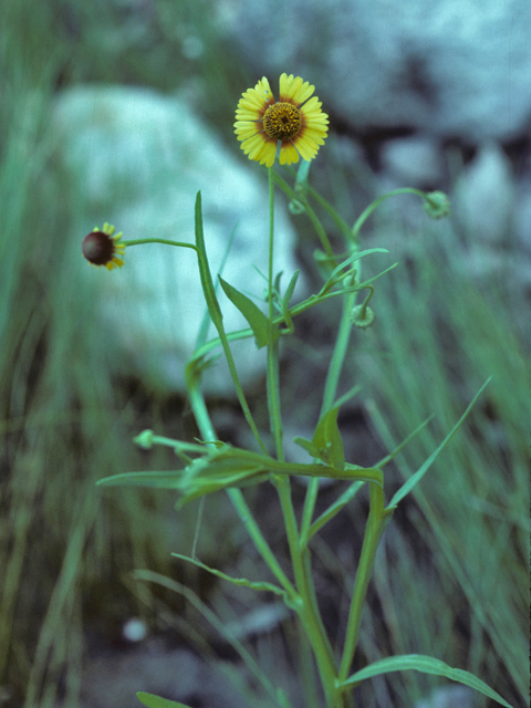 Helenium quadridentatum (Longdisk sneezeweed) #26108