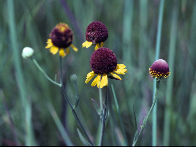 Helenium flexuosum (Purplehead sneezeweed) #26110