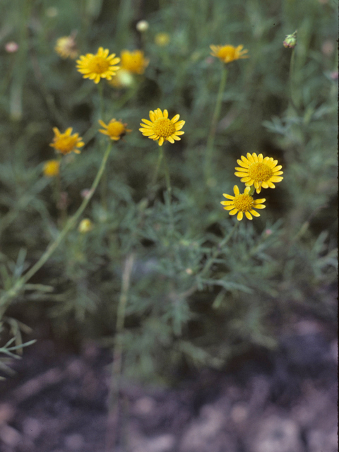 Thymophylla pentachaeta (Parralena) #26114