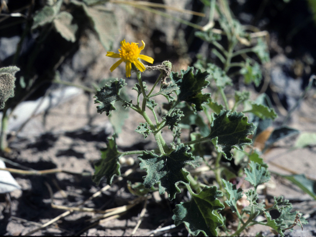 Perityle vaseyi (Vasey's rockdaisy) #26119