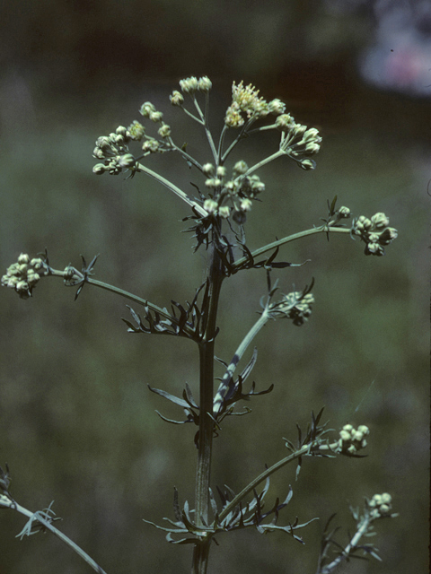 Hymenopappus scabiosaeus var. corymbosus (Carolina woollywhite) #26129