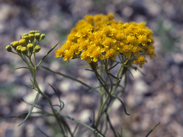 Haploesthes greggii var. texana (Texas false broomweed) #26140