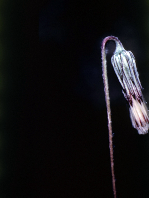 Chaptalia texana (Texas silverpuff) #26153