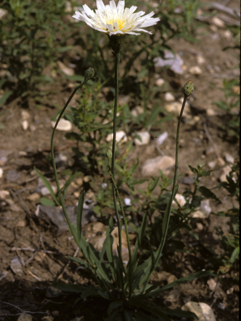 Pinaropappus roseus (White rocklettuce) #26154