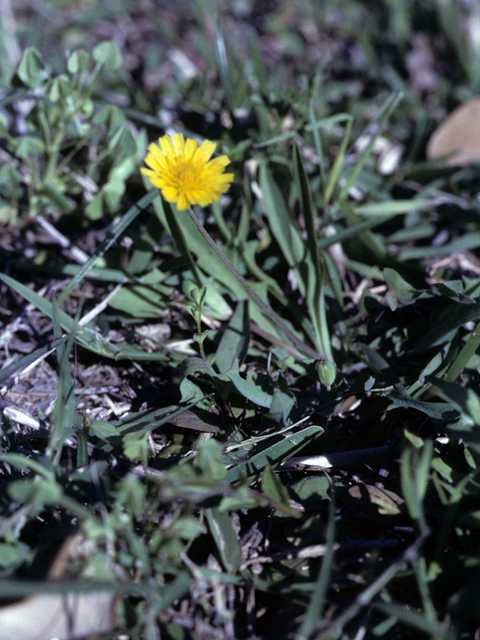 Krigia caespitosa (Weedy dwarfdandelion) #26156