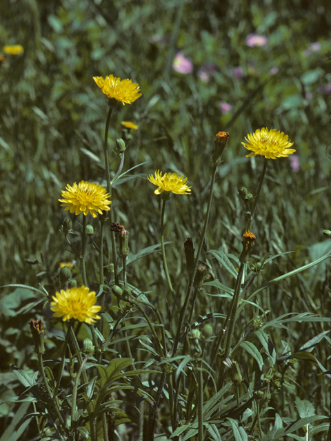 Pyrrhopappus grandiflorus (Tuberous desert-chicory) #26158