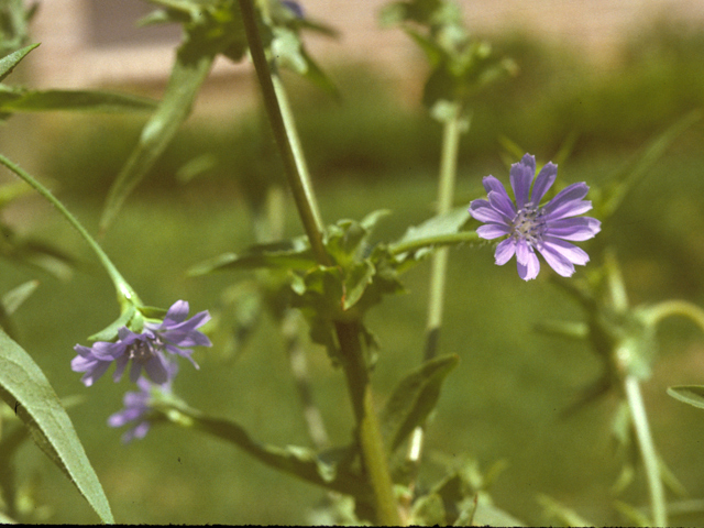 Lactuca graminifolia (Grassleaf lettuce) #26168