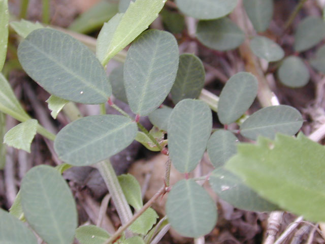 Galactia volubilis (Downy milkpea) #12022