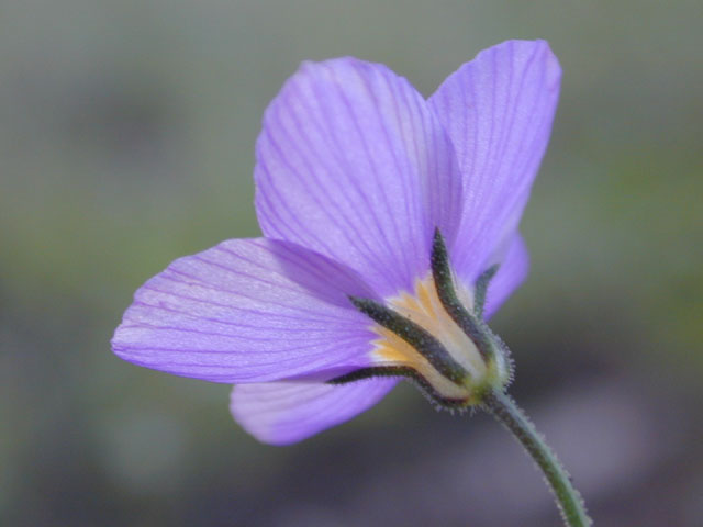 Giliastrum acerosum (Bluebowls) #12468