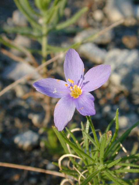 Giliastrum acerosum (Bluebowls) #12471