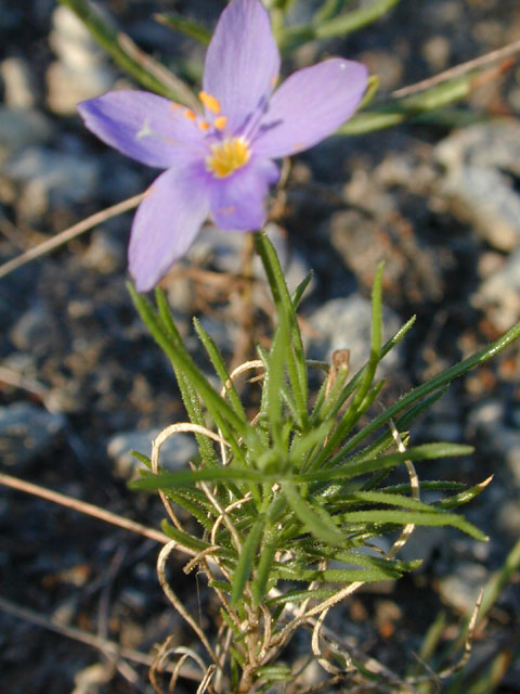 Giliastrum acerosum (Bluebowls) #12473