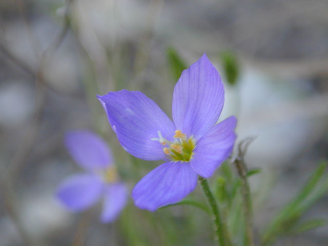 Giliastrum acerosum (Bluebowls) #12474