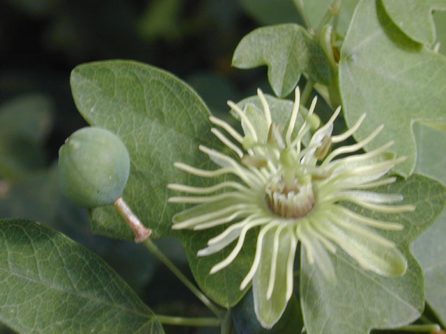 Passiflora lutea (Yellow passionflower) #12393