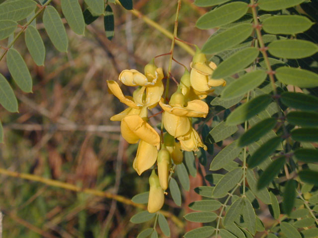 Sesbania drummondii (Rattlebush) #12024