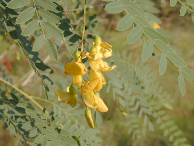 Sesbania drummondii (Rattlebush) #12025