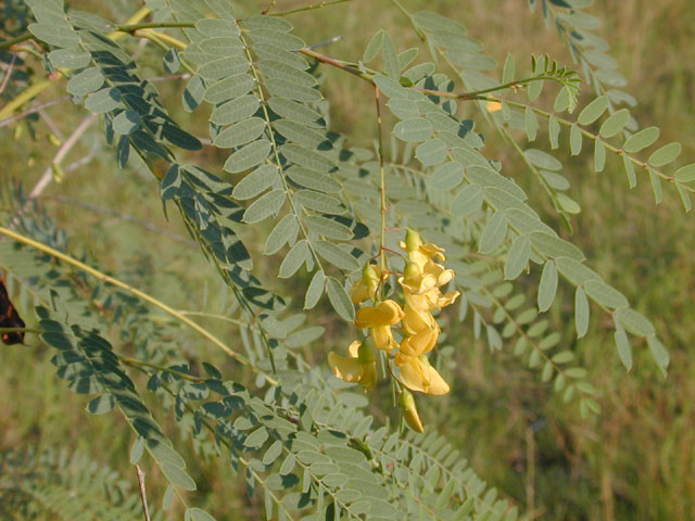 Sesbania drummondii (Rattlebush) #12026