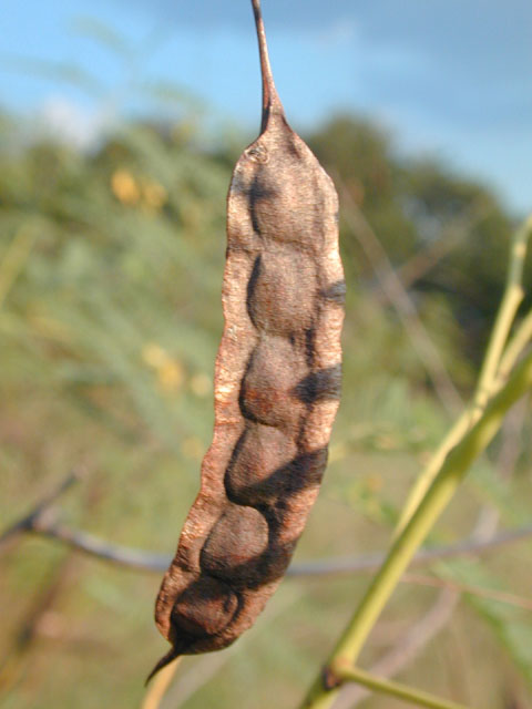 Sesbania drummondii (Rattlebush) #12027