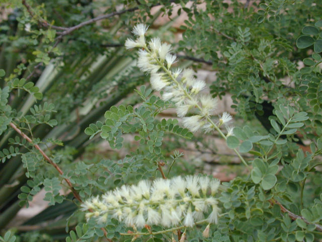 Senegalia wrightii (Wright acacia) #12037