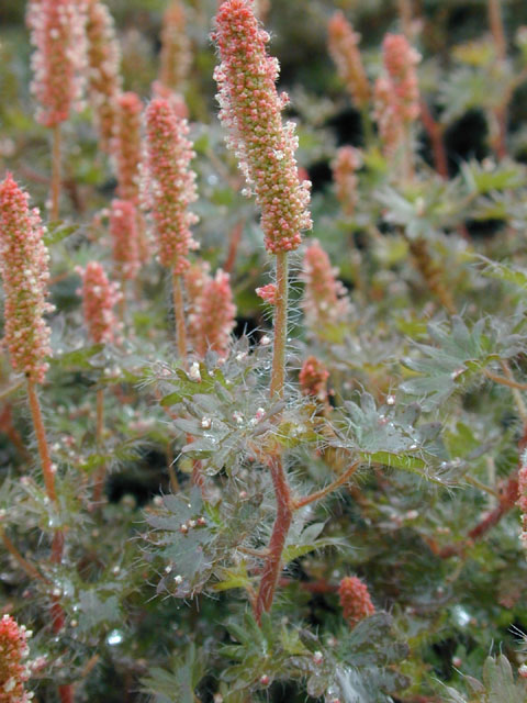 Acalypha radians (Cardinal's feather) #11991