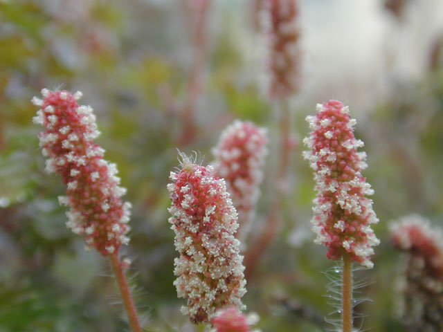 Acalypha radians (Cardinal's feather) #11994