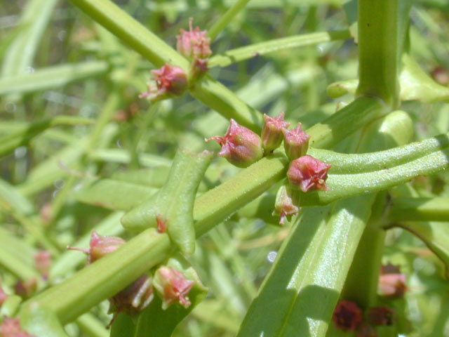 Ammannia coccinea (Valley redstem) #12228