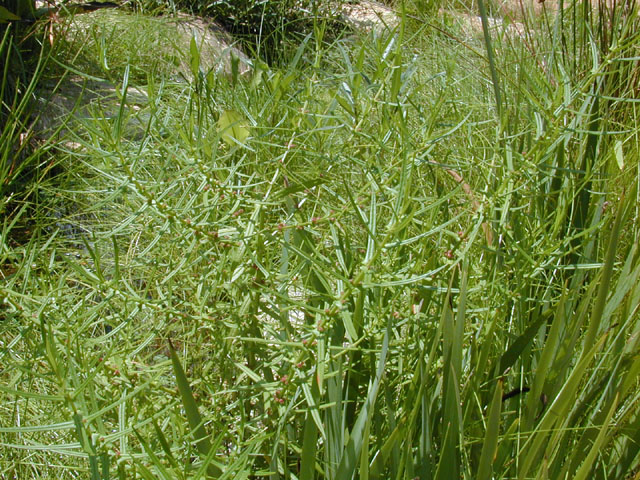 Ammannia coccinea (Valley redstem) #12229