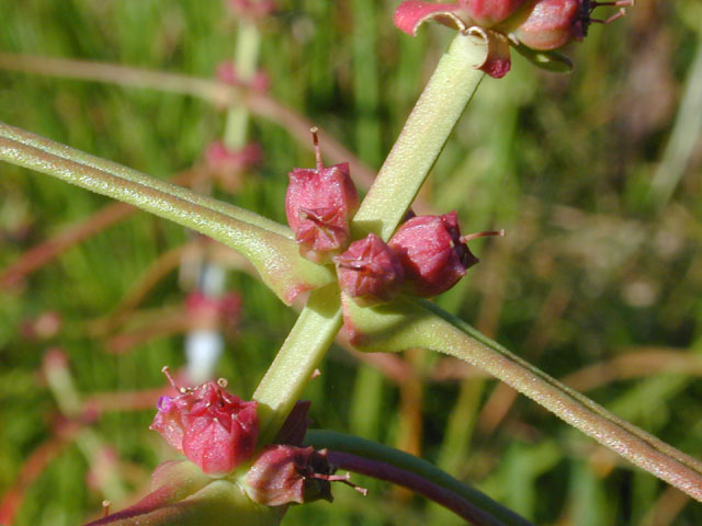 Ammannia coccinea (Valley redstem) #12230