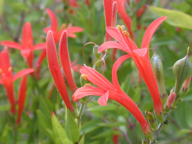 Anisacanthus quadrifidus var. wrightii (Flame acanthus) #11549