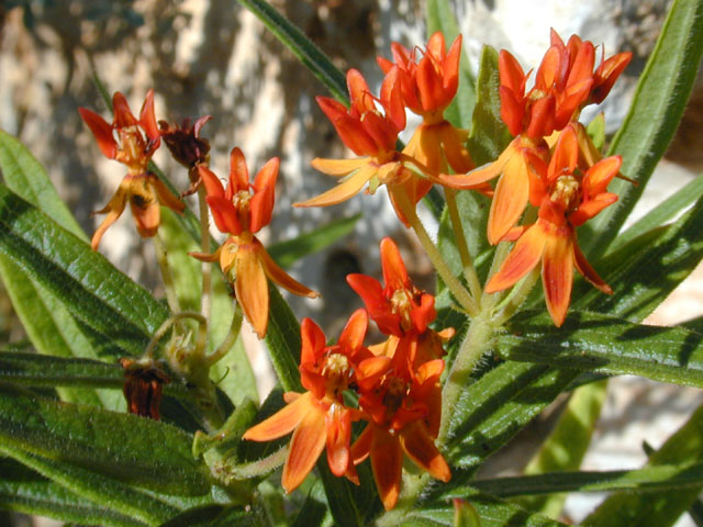 Asclepias tuberosa (Butterflyweed) #11639