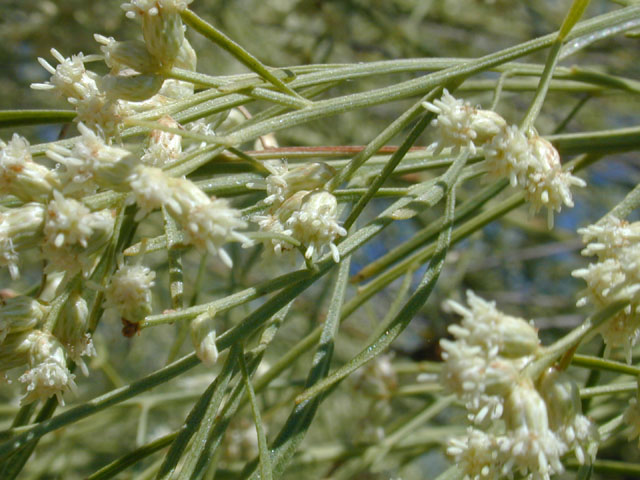 Baccharis neglecta (False willow) #11679