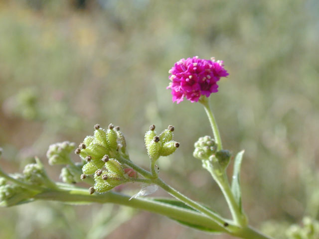 Boerhavia coccinea (Scarlet spiderling) #12308