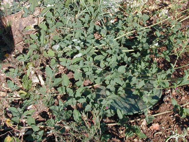 Boerhavia coccinea (Scarlet spiderling) #12310