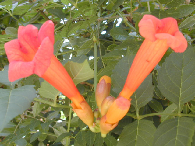 Campsis radicans (Trumpet creeper) #11857