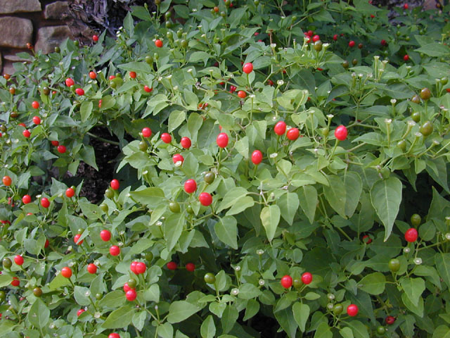 Capsicum annuum var. glabriusculum (Chile pequin) #12630