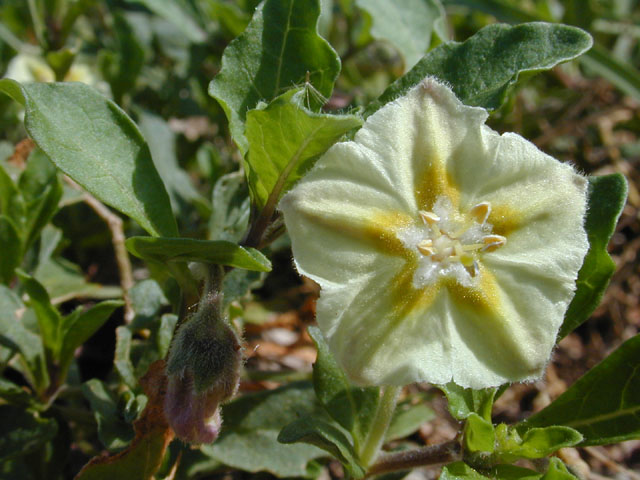 Chamaesaracha edwardsiana (Edwards plateau five eyes) #12634